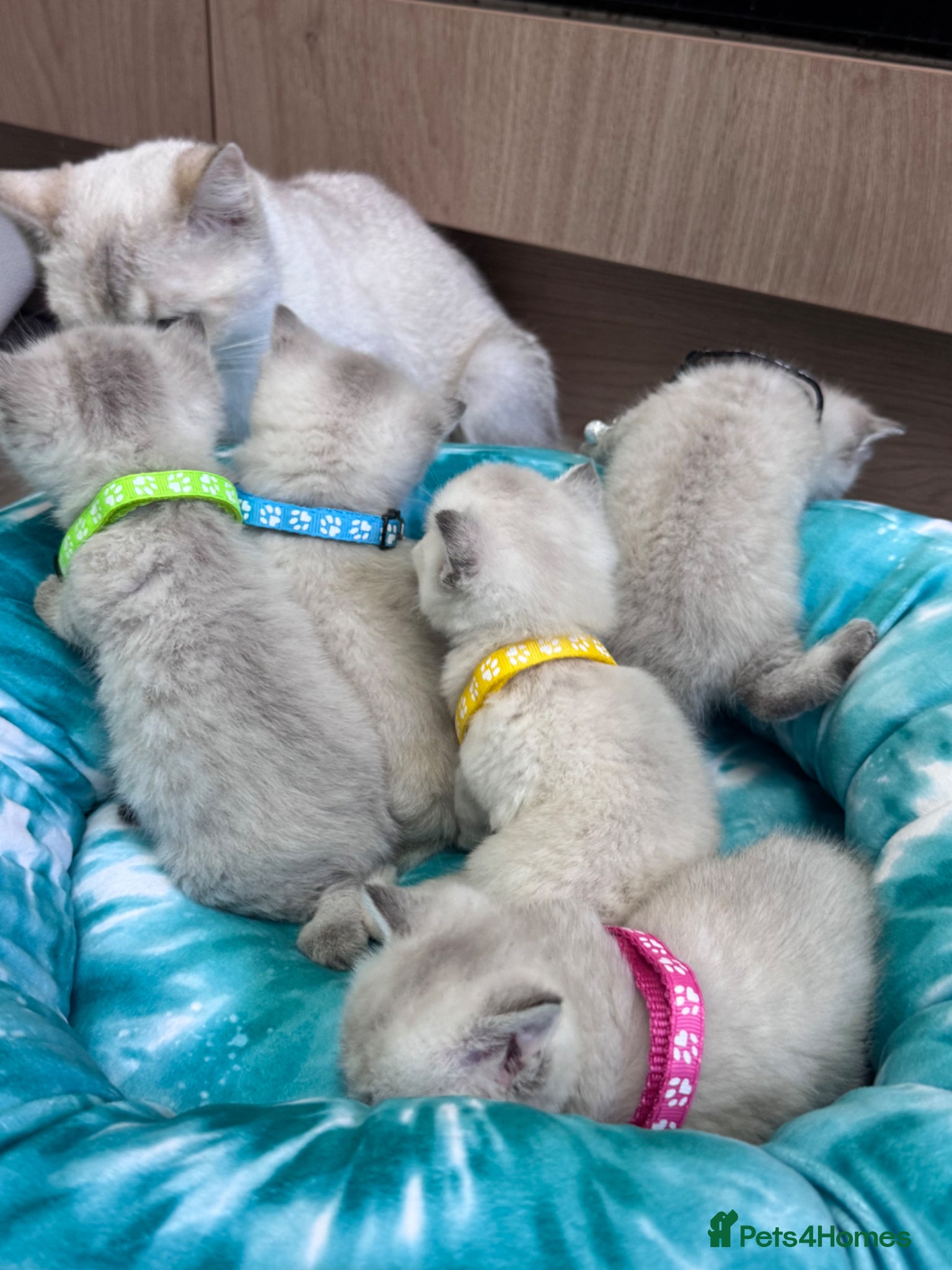 British Shorthair cats Fluffy Silver BSH kittens - Advert 1