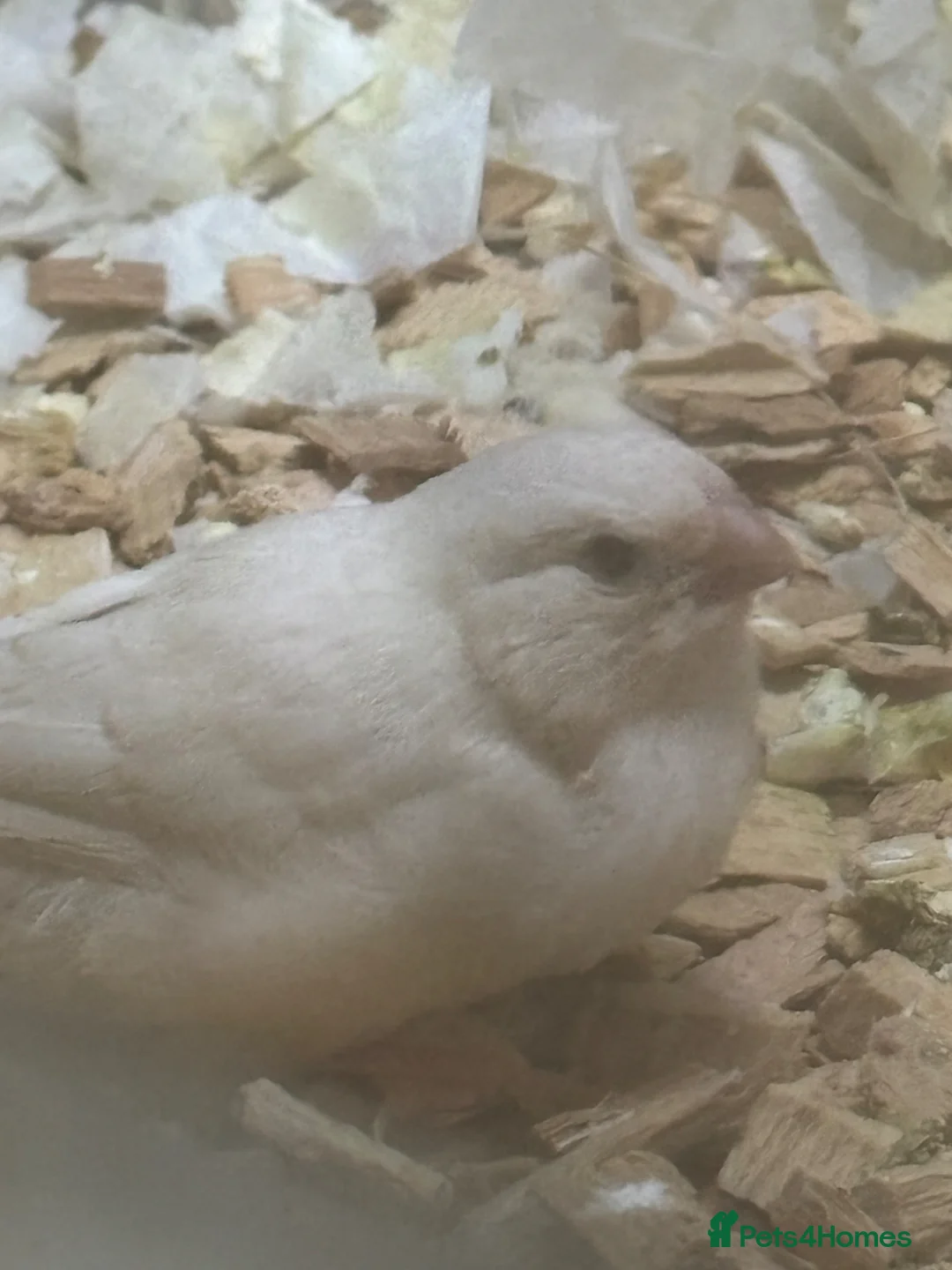 Mixed Breed birds for sale: Finches various - Advert 5