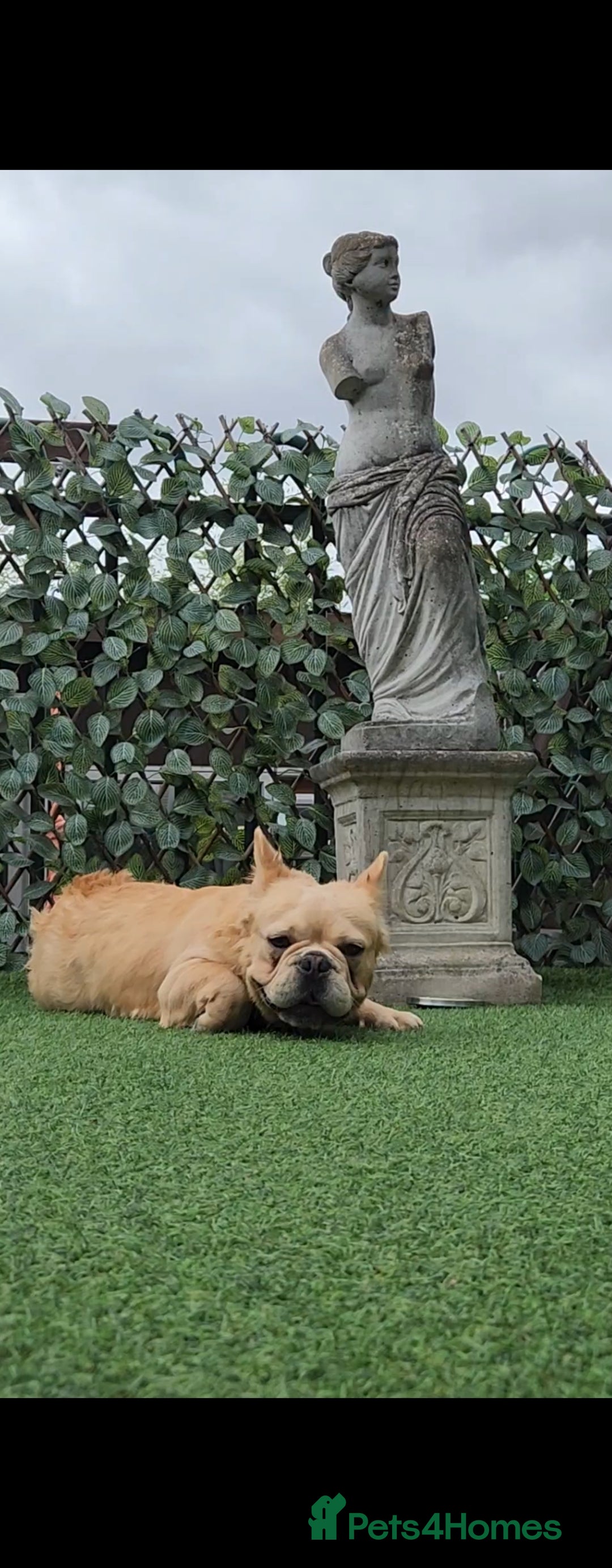 French Bulldog dogs for sale: French buldog visual fluffy male  - Image 4