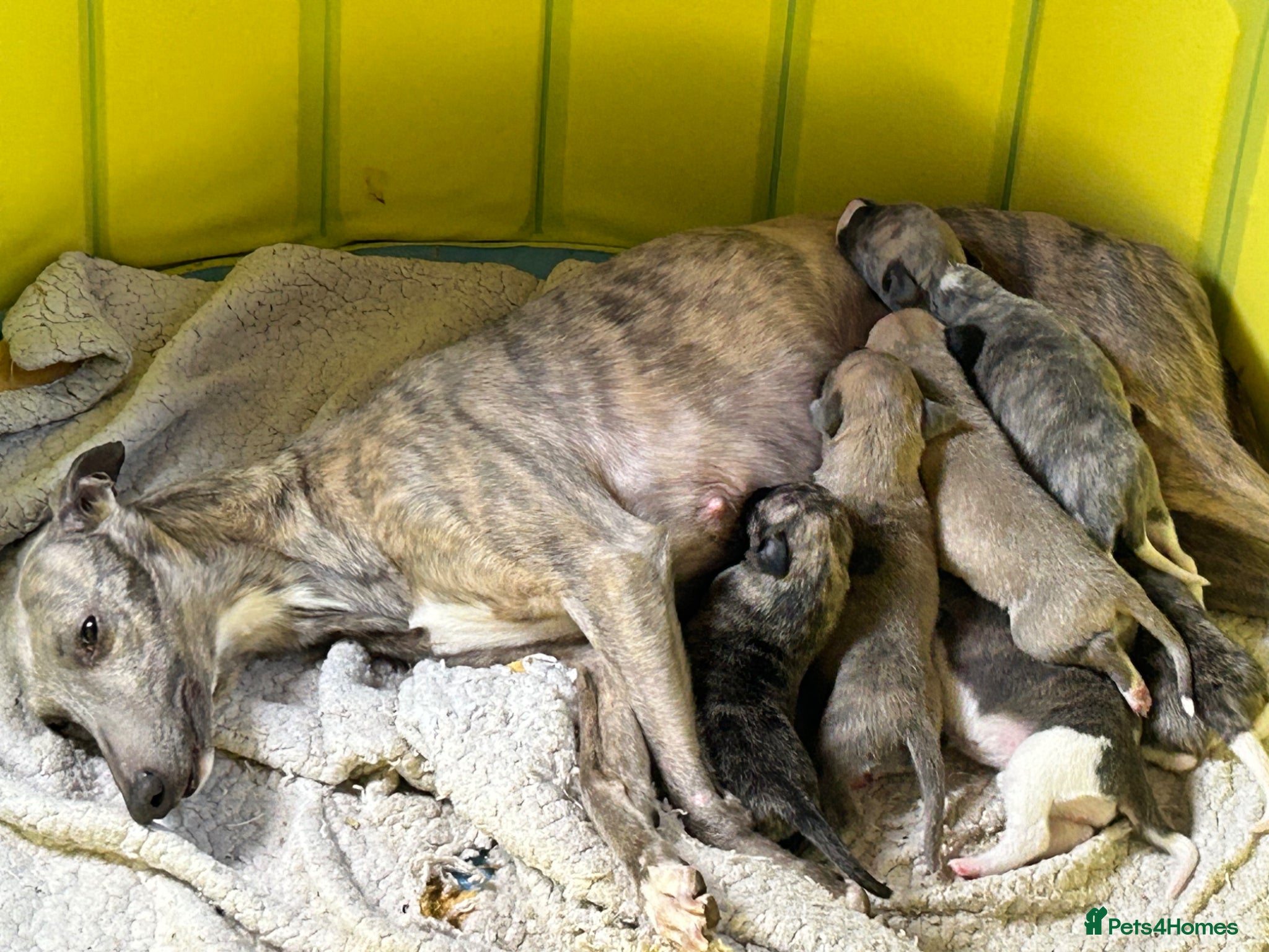 Whippet dogs Pure bred beautiful whippet pups  - Advert 11