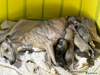 Whippet dogs Pure bred beautiful whippet pups - Advert 9