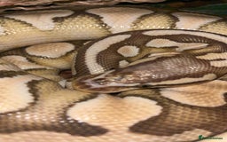 Python Snake reptiles for sale: Ball python - pastel lesser het clown  - Image 2