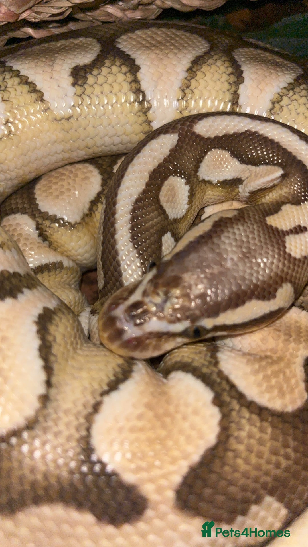 Python Snake reptiles for sale: Ball python - pastel lesser het clown  - Image 2
