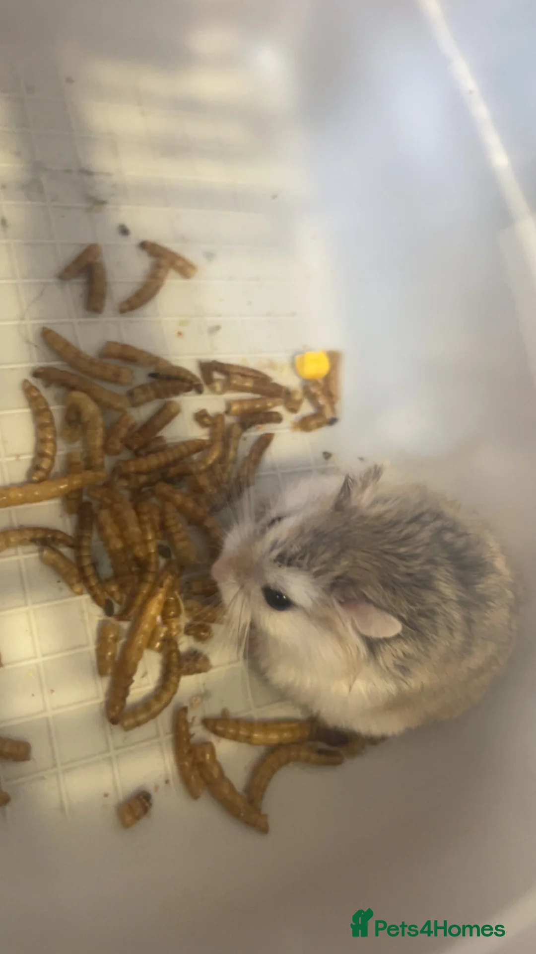 Hamster rodents for sale: Baby roborovski hamster cage included  - Advert 4