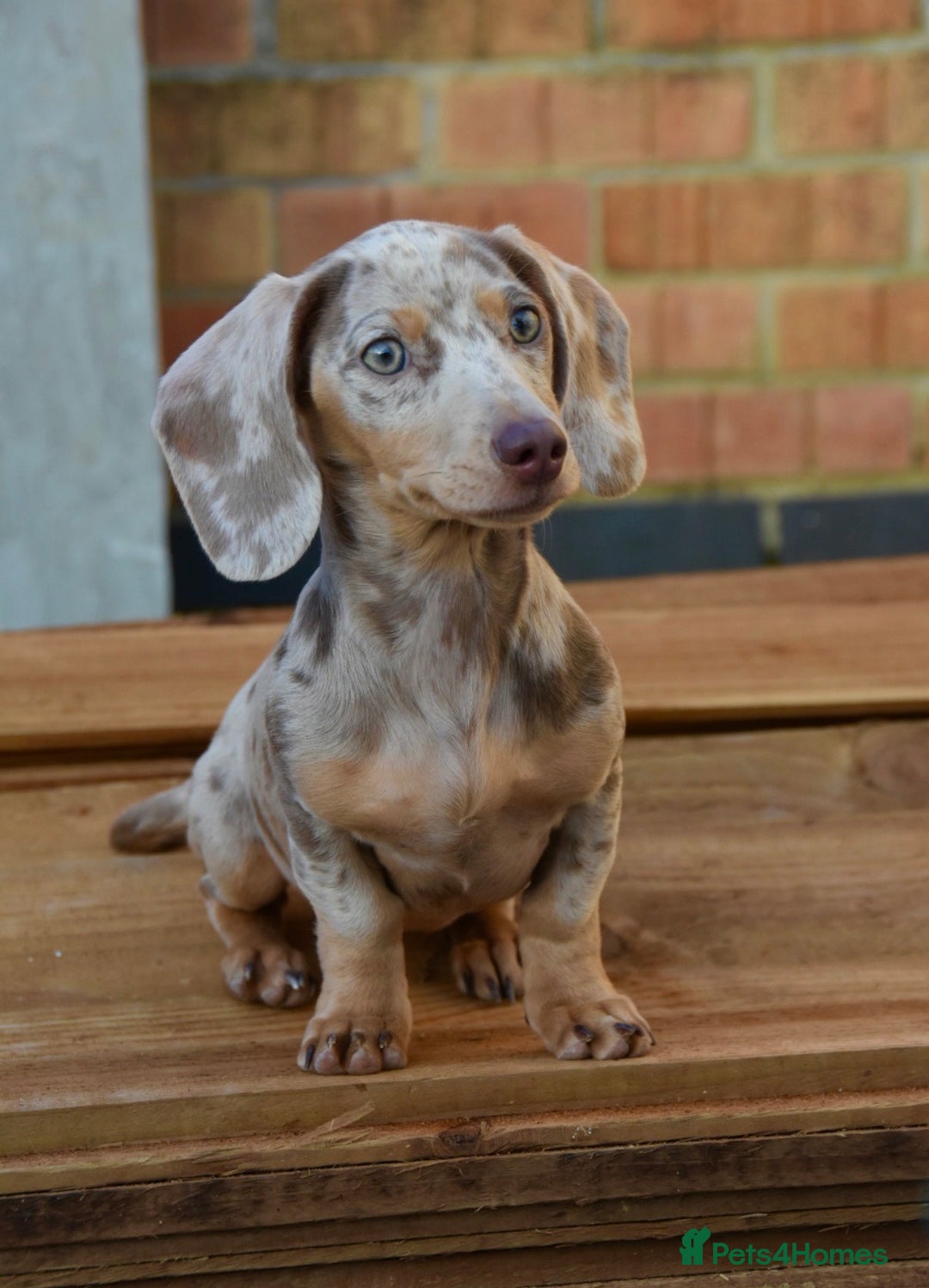 Miniature Dachshund dogs for sale: Miniature Dachshund  - Advert 1