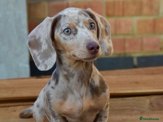 Miniature Dachshund dogs Miniature Dachshund - Advert 4