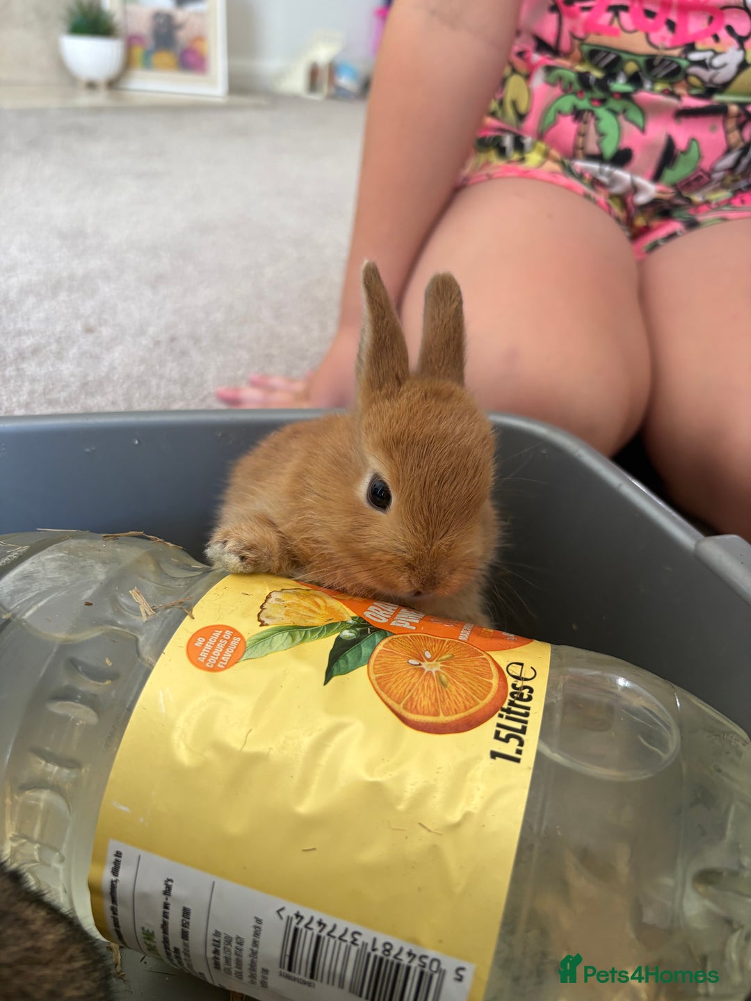 Rex rabbits for sale: Rex cross Mini Lop  - Image 19