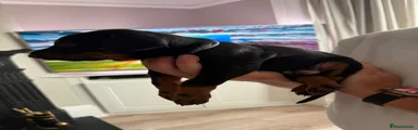 Dobermann 1