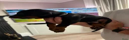 Dobermann dogs for sale: Doberman puppies boys only - Advert 10