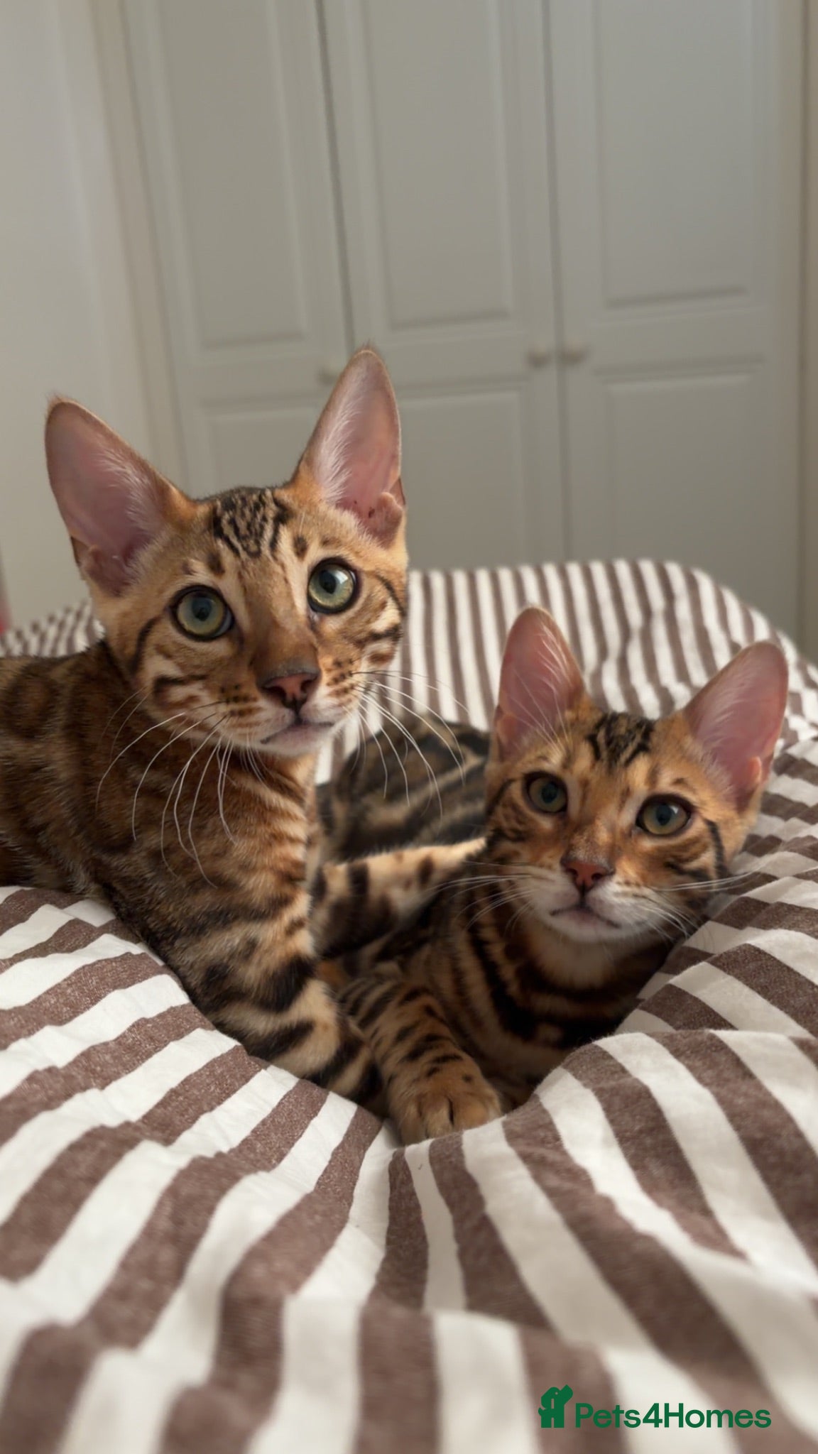 Bengal cats 2 male Bengal kittens  - Advert 1