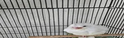 Cockatiels birds for sale: Cockatiel chicks hand tame  - Advert 4