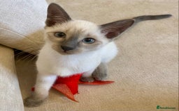 Siamese cats for sale: Beautiful Blue Point Siamese kittens   - Image 5