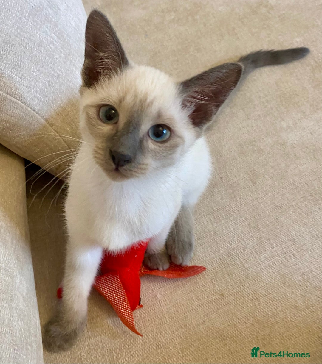 Siamese cats for sale: Beautiful Blue Point Siamese kittens   - Image 5