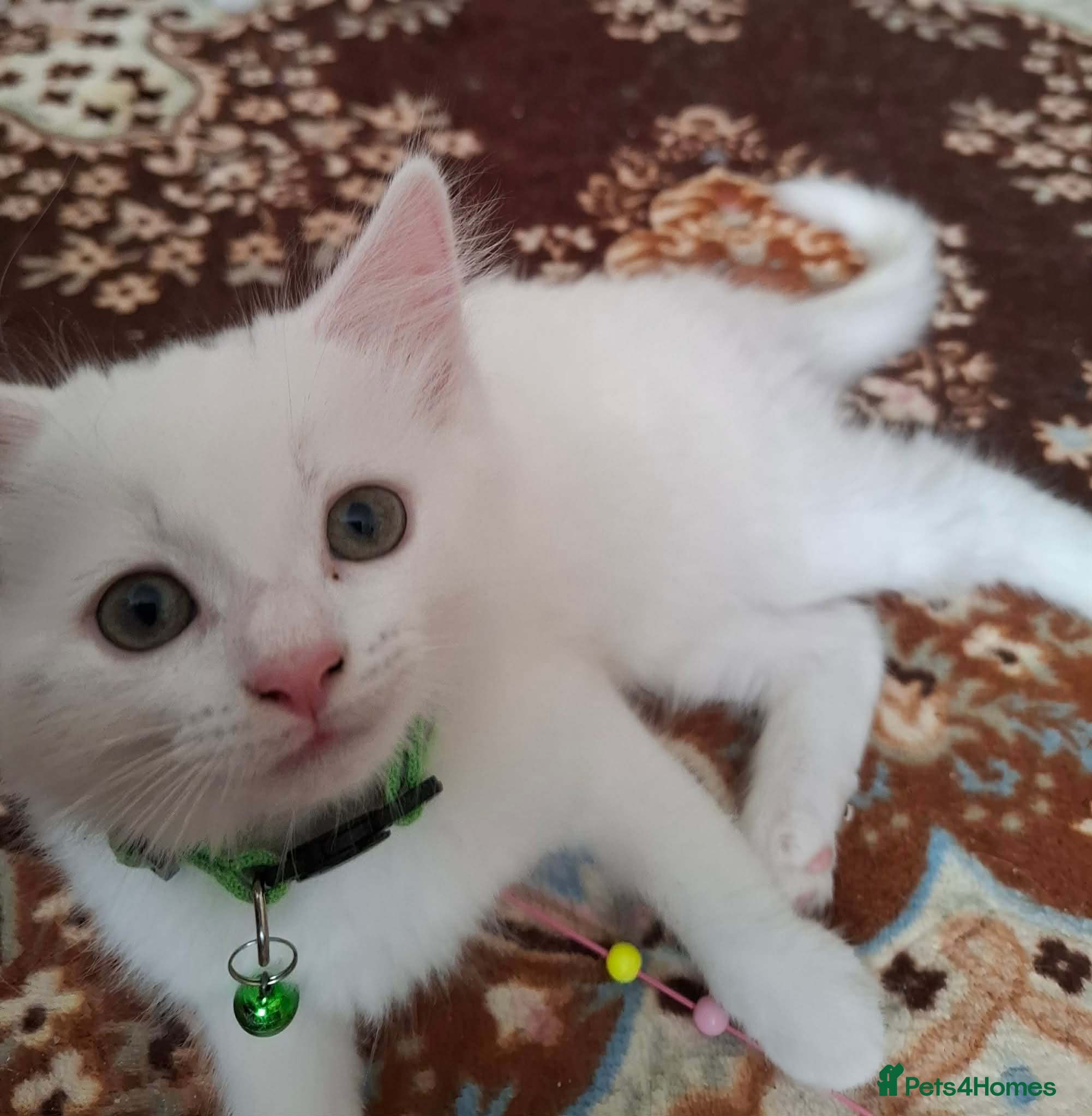 Mixed Breed cats for sale: 3 White Boy Kittens For Sale - Advert 11