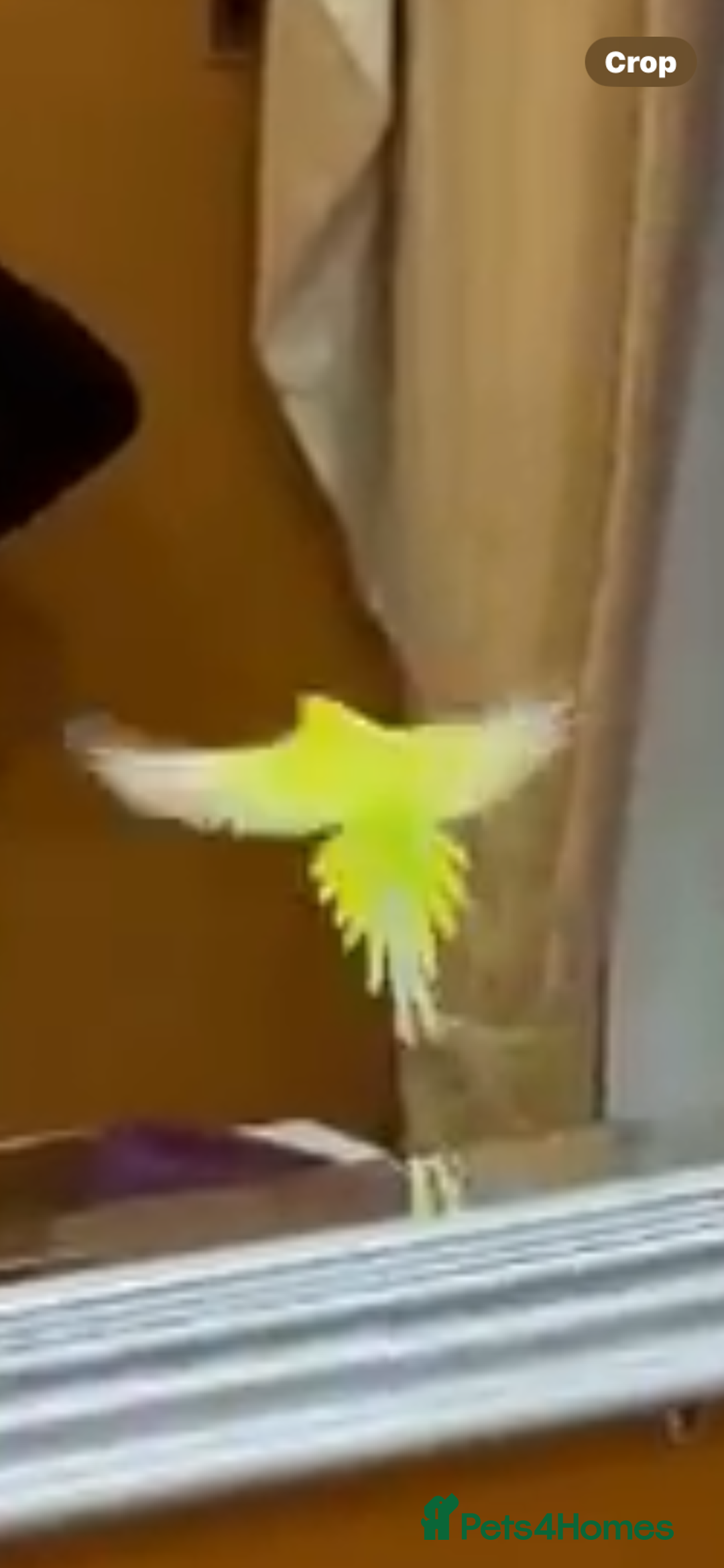 Budgerigars birds for sale: Yellow budgie for sale  - Advert 6