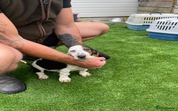 Basset Hound dogs for sale: Basset hound puppies for sale - Image 19