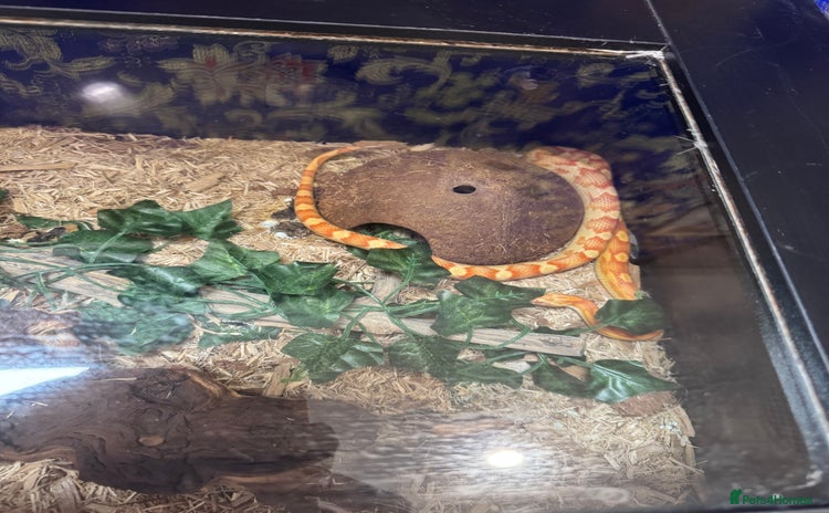 Corn Snake reptiles - Advert 3