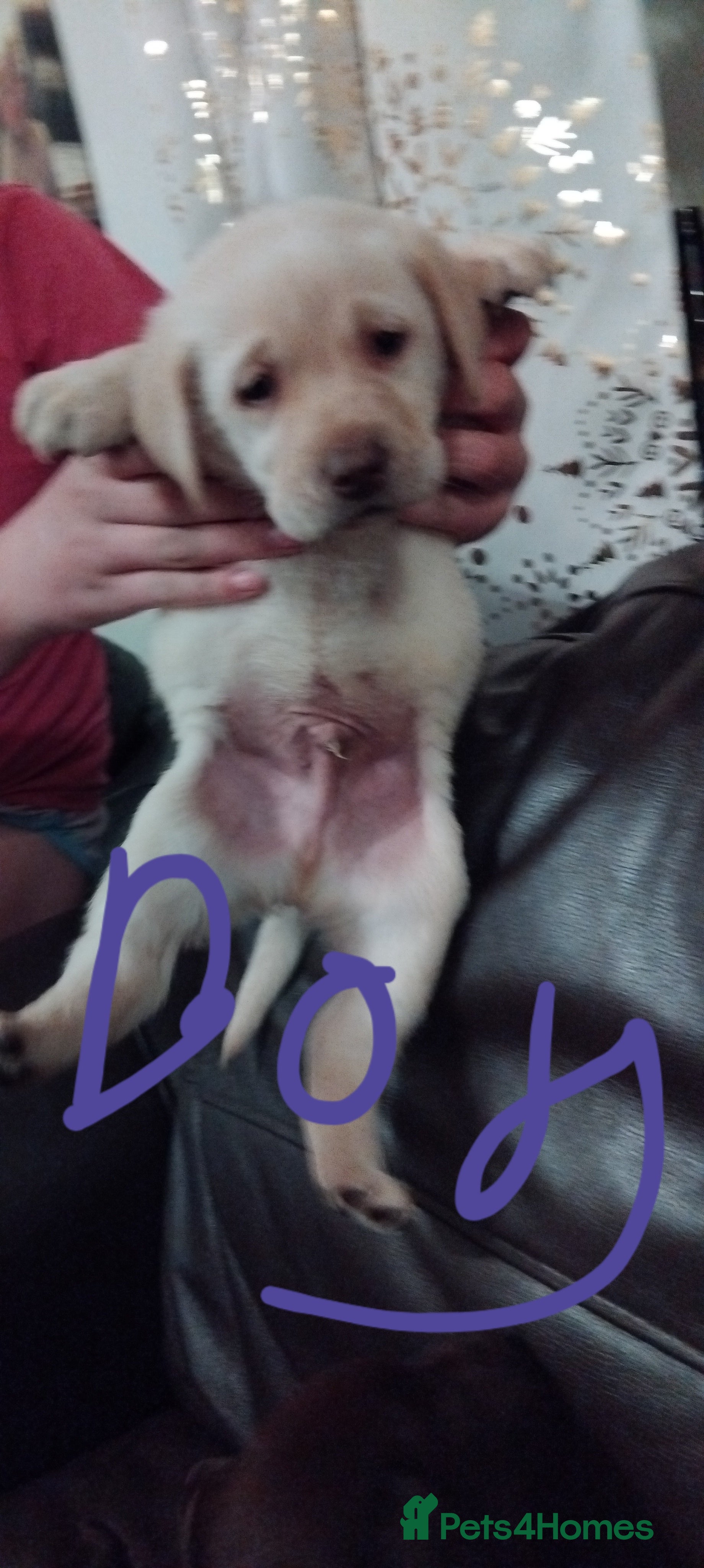 Labrador Retriever dogs Lovely Labrador puppies  - Advert 1