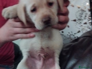 Labrador Retriever dogs Lovely Labrador puppies - Advert 1