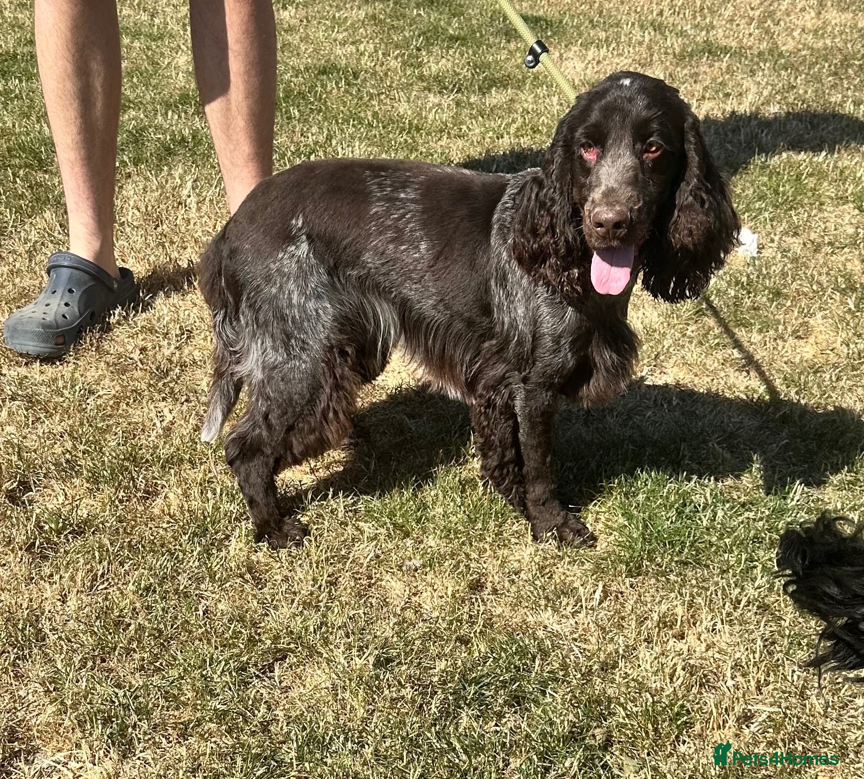Cocker Spaniel dogs Handsome chocolate roan boy - Advert 1