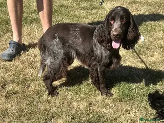 Cocker Spaniel dogs Handsome chocolate roan boy - Advert 1