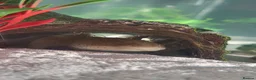 Axolotl reptiles for sale: Axolotls & Full Setup - Advert 2
