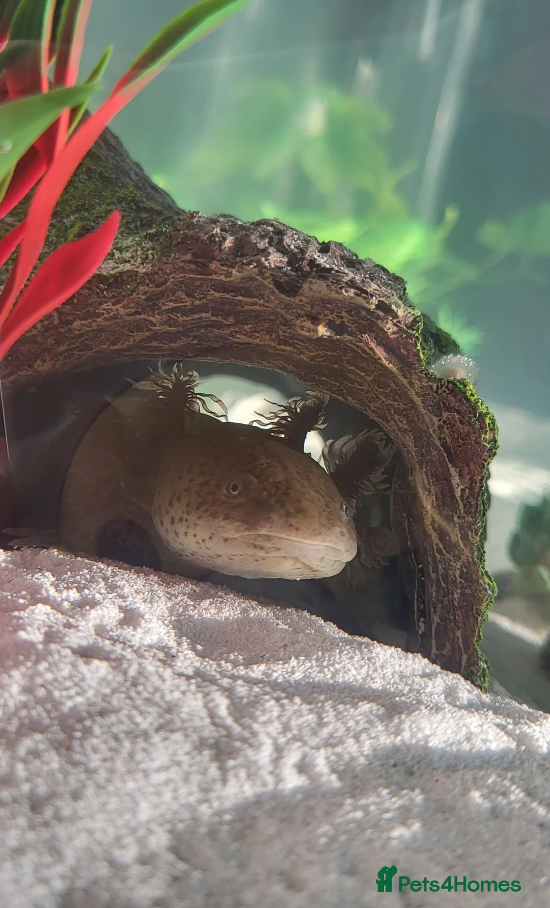 Axolotl reptiles for sale: Axolotls & Full Setup - Advert 2