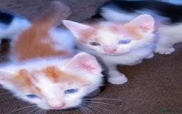 Mixed Breed cats for sale: kittens for sale  - Image 19