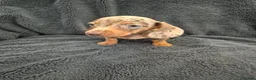 Miniature Dachshund dogs for sale: Miniature Dachshund READY NOW - Advert 21