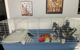 Ferret rodents for sale: unneutered 1 year old Hob Ferret, comes with cage  - Image 4