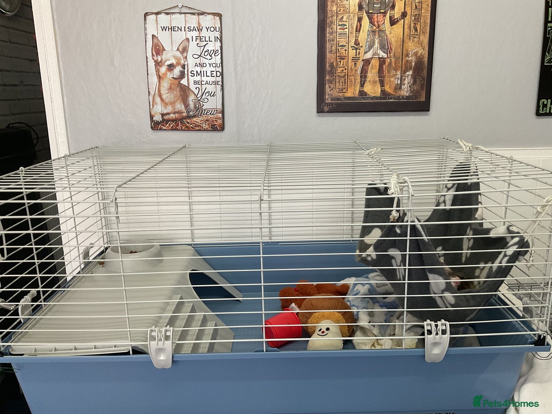 Ferret rodents for sale: unneutered 1 year old Hob Ferret, comes with cage  - Image 4