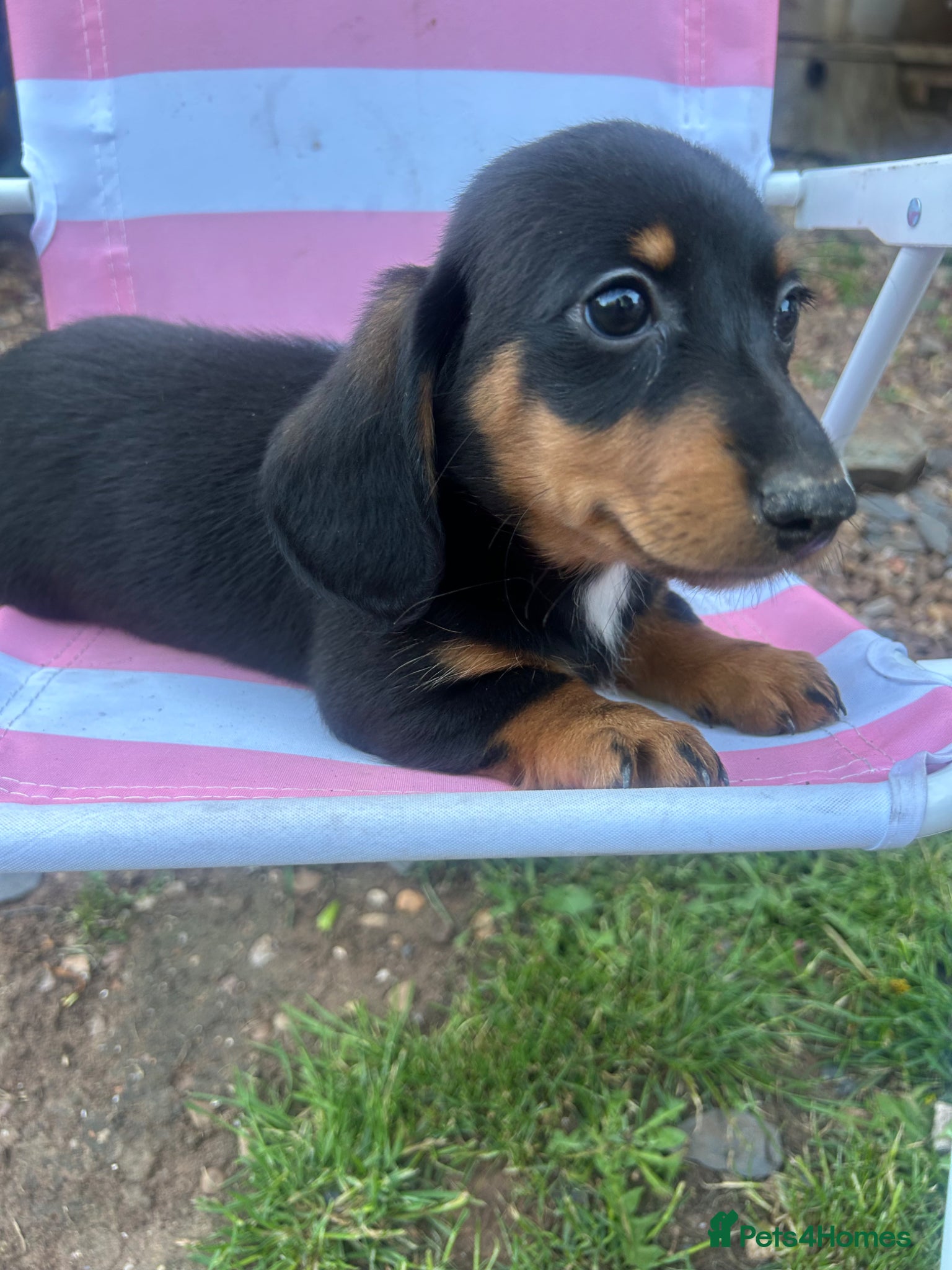 Miniature Dachshund dogs ***mini dachshunds*** - Advert 17