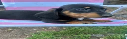 Miniature Dachshund dogs for sale: ***mini dachshunds*** in Nottingham - Advert 9