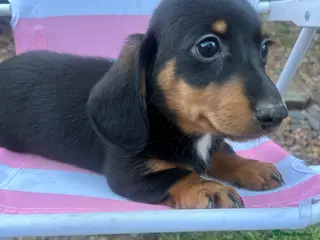 Miniature Dachshund dogs ***mini dachshunds*** - Advert 17