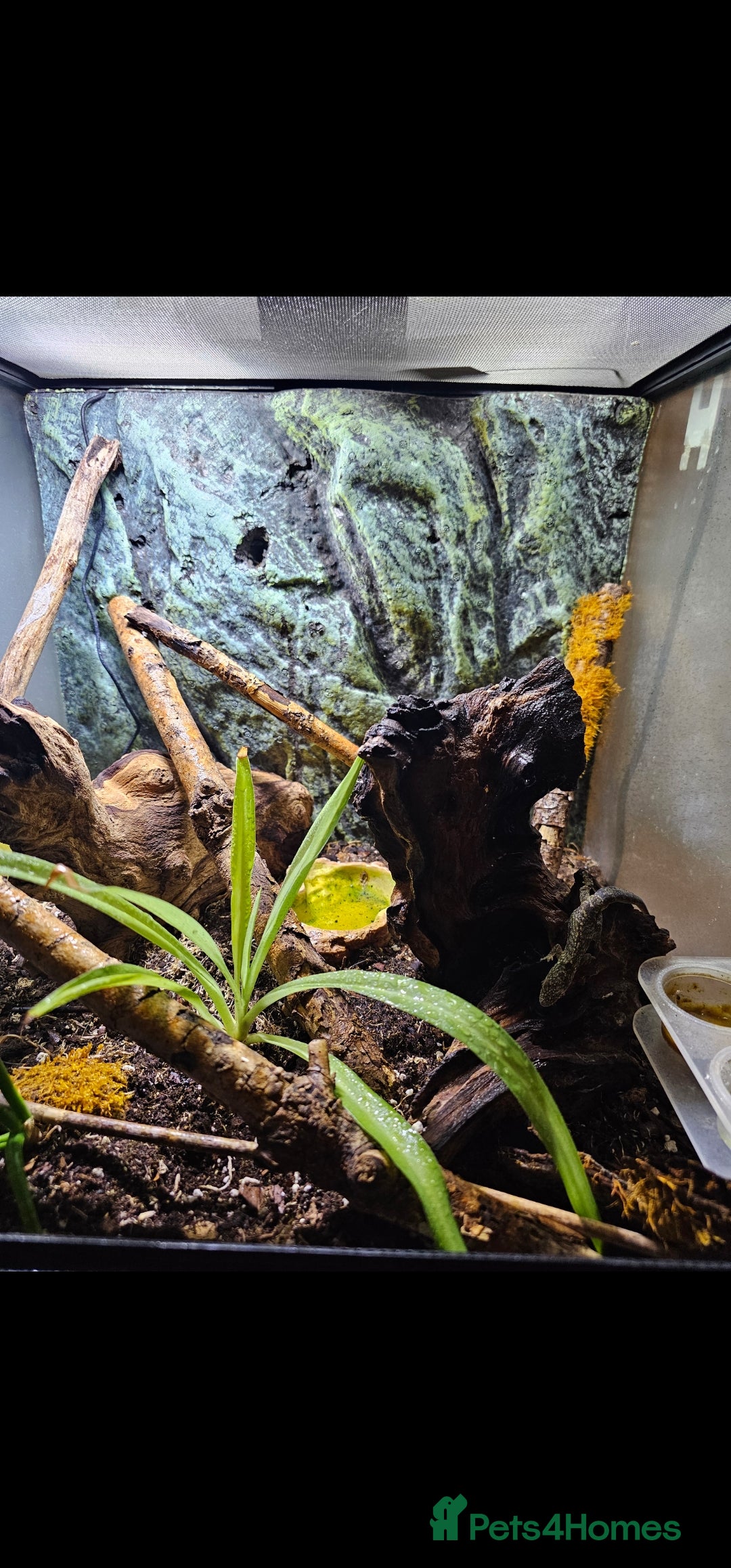 Mixed Breed reptiles for sale: Bauer's chameleon gecko/Male + bioactive terrarium - Advert 4