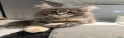 Maine Coon cats for sale: ❤️❤️ONLY ONE LEFT❤️❤️ Maine Coon Kittens for sale - Advert 12