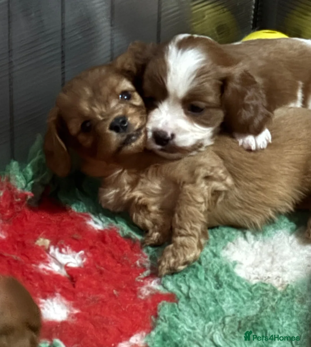 Cavapoo dogs for sale: Ready to leave this week  - Advert 2