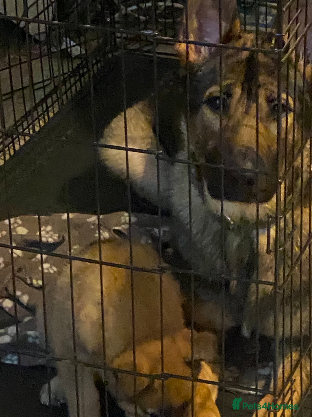 Mixed Breed dogs for sale: belgian malinois / czech shepherd puppies  - Image 9