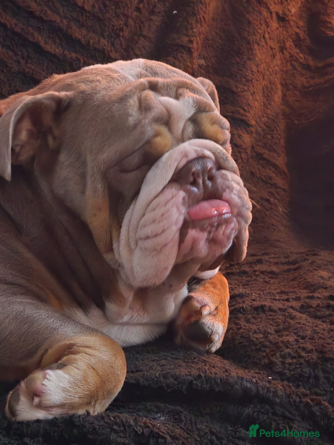 English Bulldog dogs for stud: Dahmer for stud - Advert 24