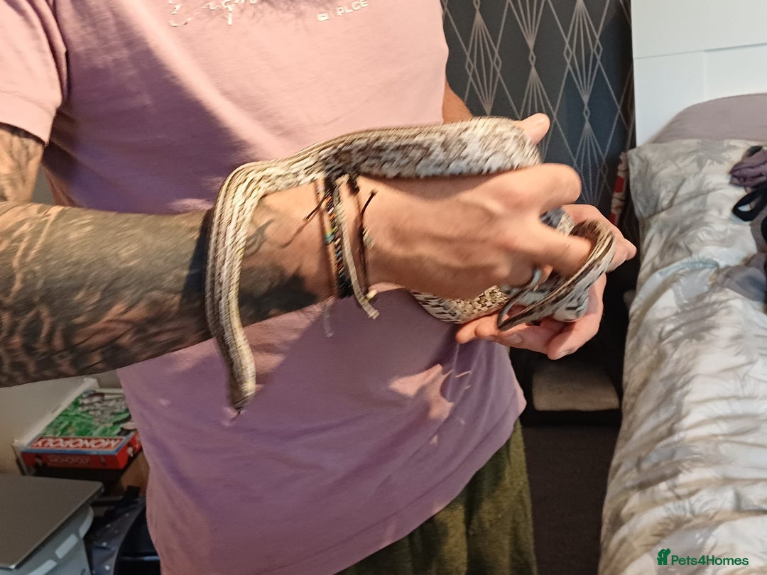 Corn Snake reptiles for sale: Corn snake  - Image 3