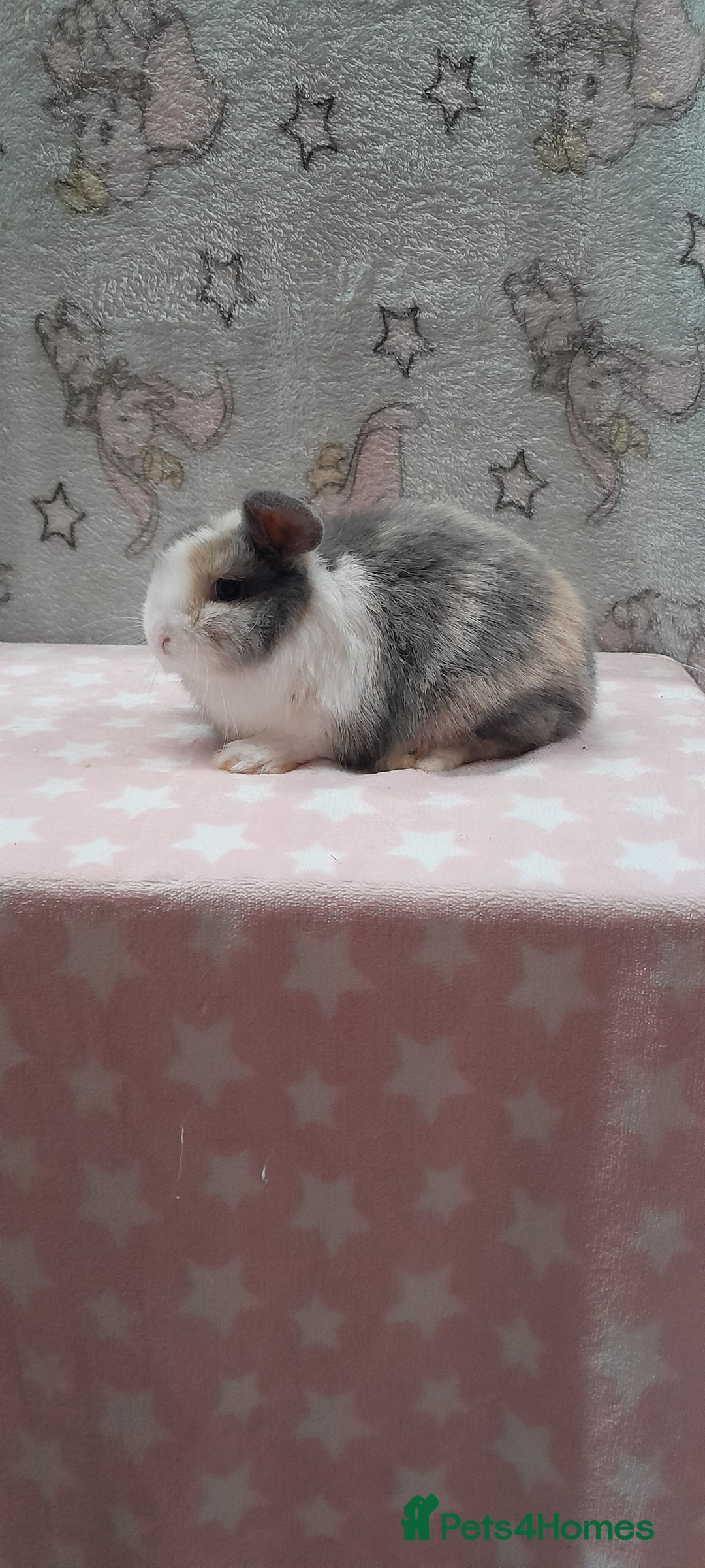 Mini Lop rabbits for sale: Beautiful female mini lop. Please read  - Advert 5