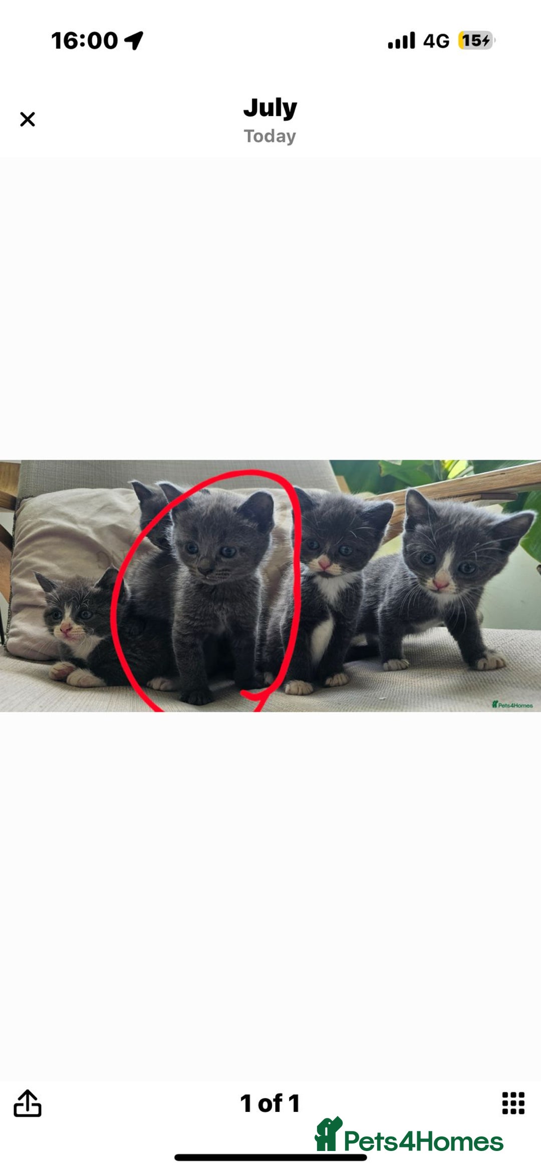 Russian Blue cats for sale: Russian blue/siamese  - Image 5