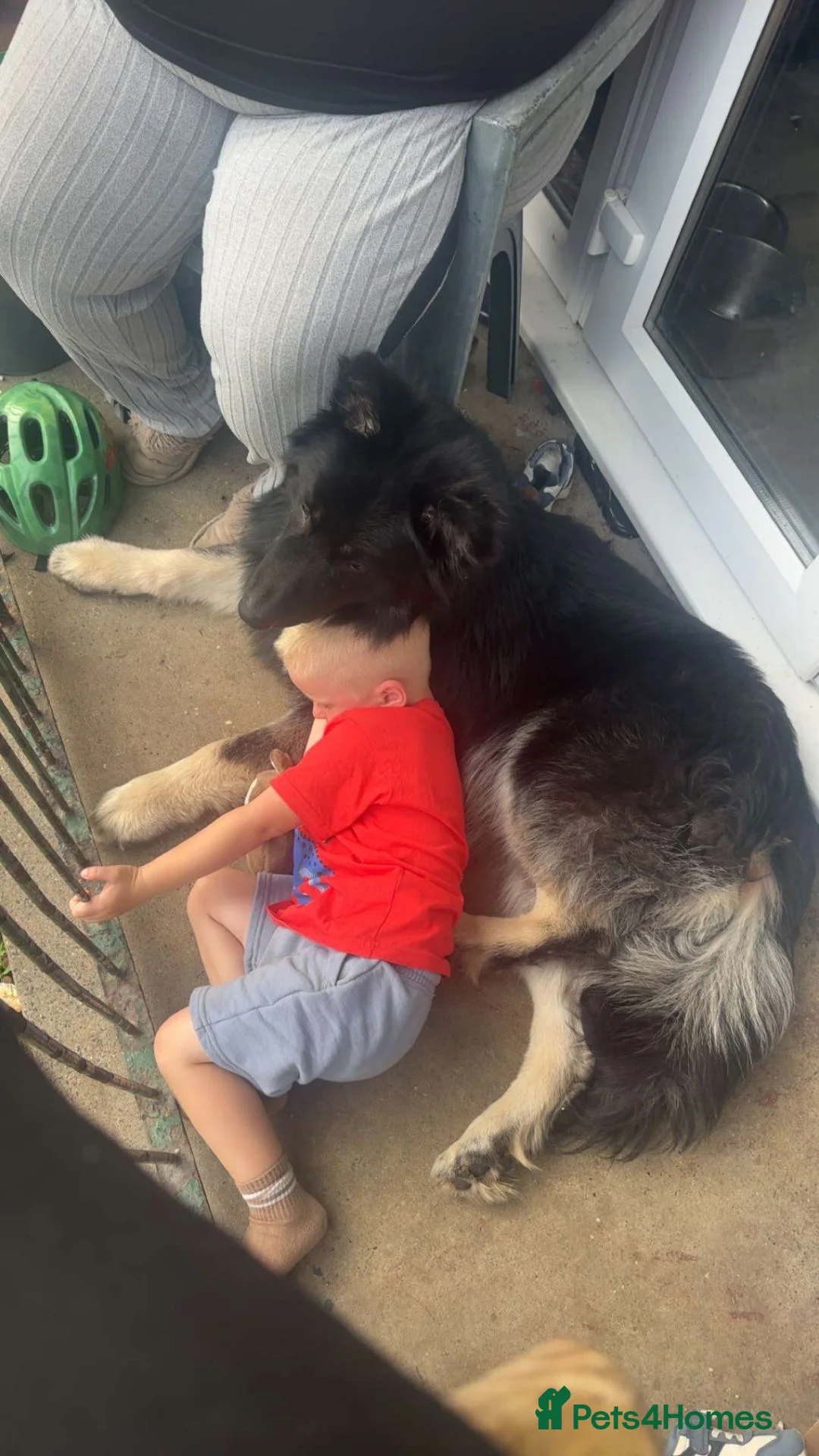Mixed Breed dogs for sale: Male German shepherd cross malamute  in Margate - Advert 2