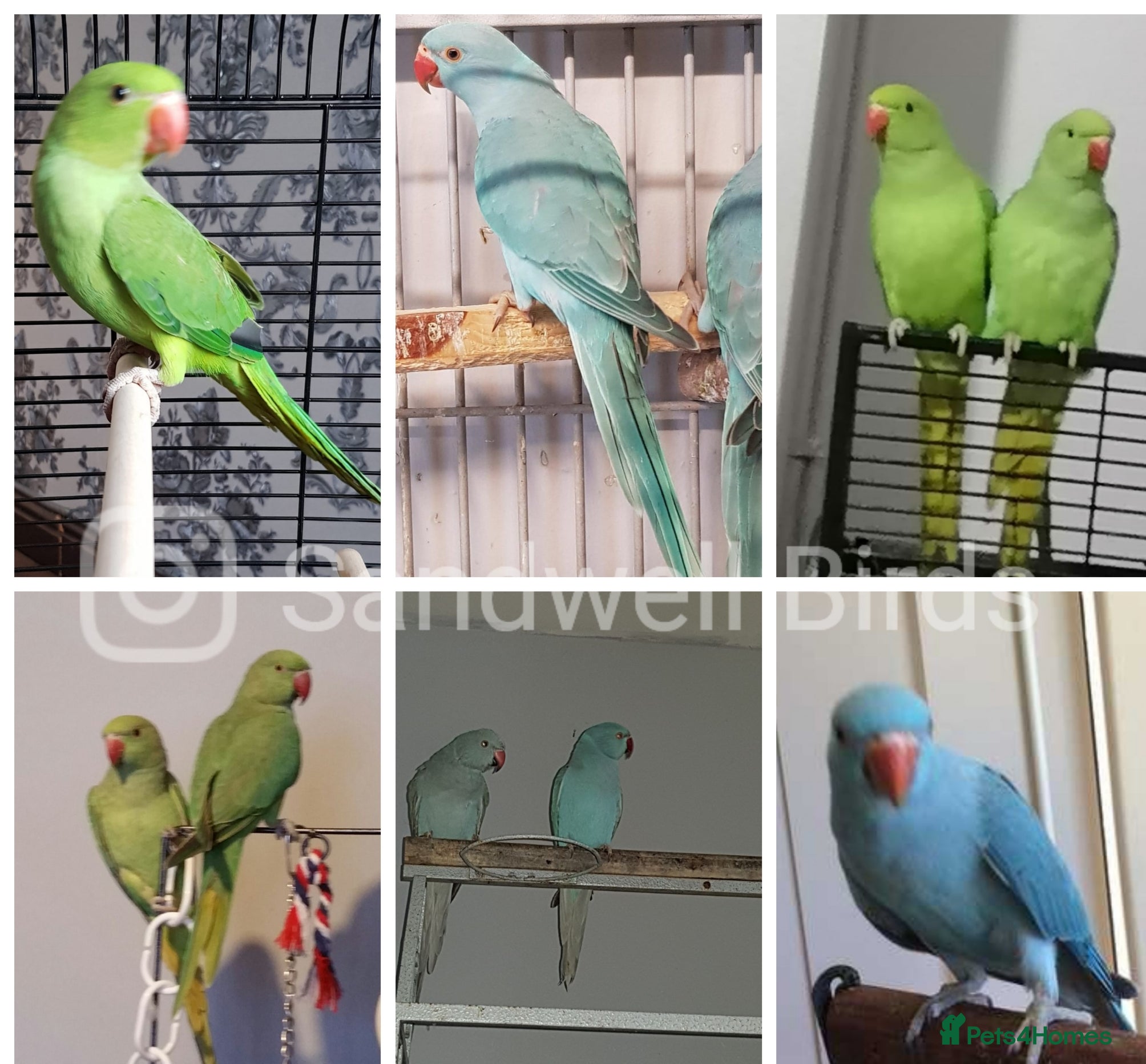 Parrots birds LOOK! BIRDS/PARAKEETS/PARROTS AVAILABLE  - Advert 1