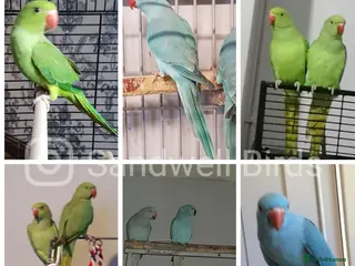 Parrots birds LOOK! BIRDS/PARAKEETS/PARROTS AVAILABLE - Advert 1