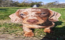 Miniature Dachshund dogs for stud: STUNNING MINI DACHSHUND STUD - Image 3