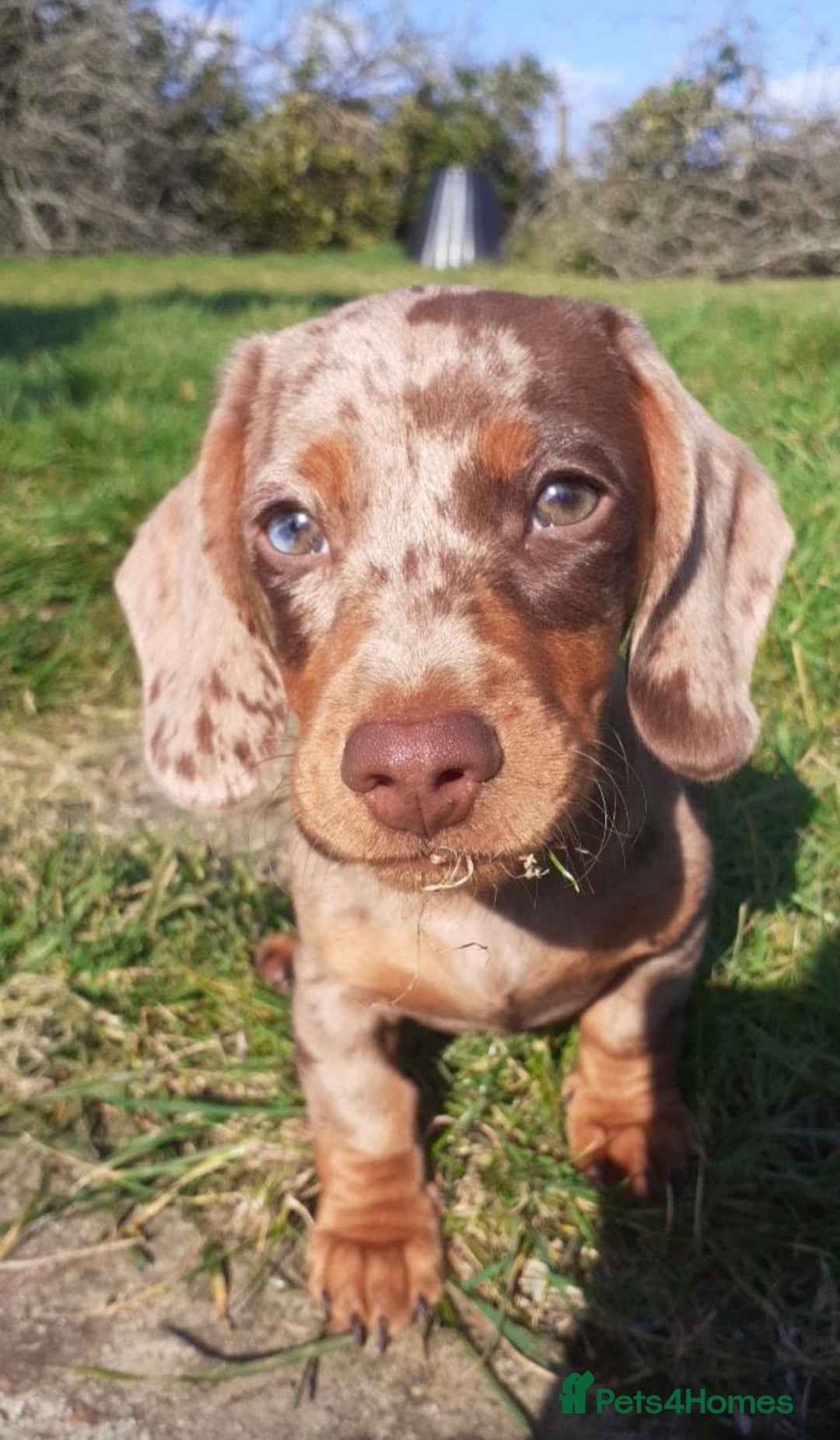 Miniature Dachshund dogs for stud: STUNNING MINI DACHSHUND STUD - Image 3