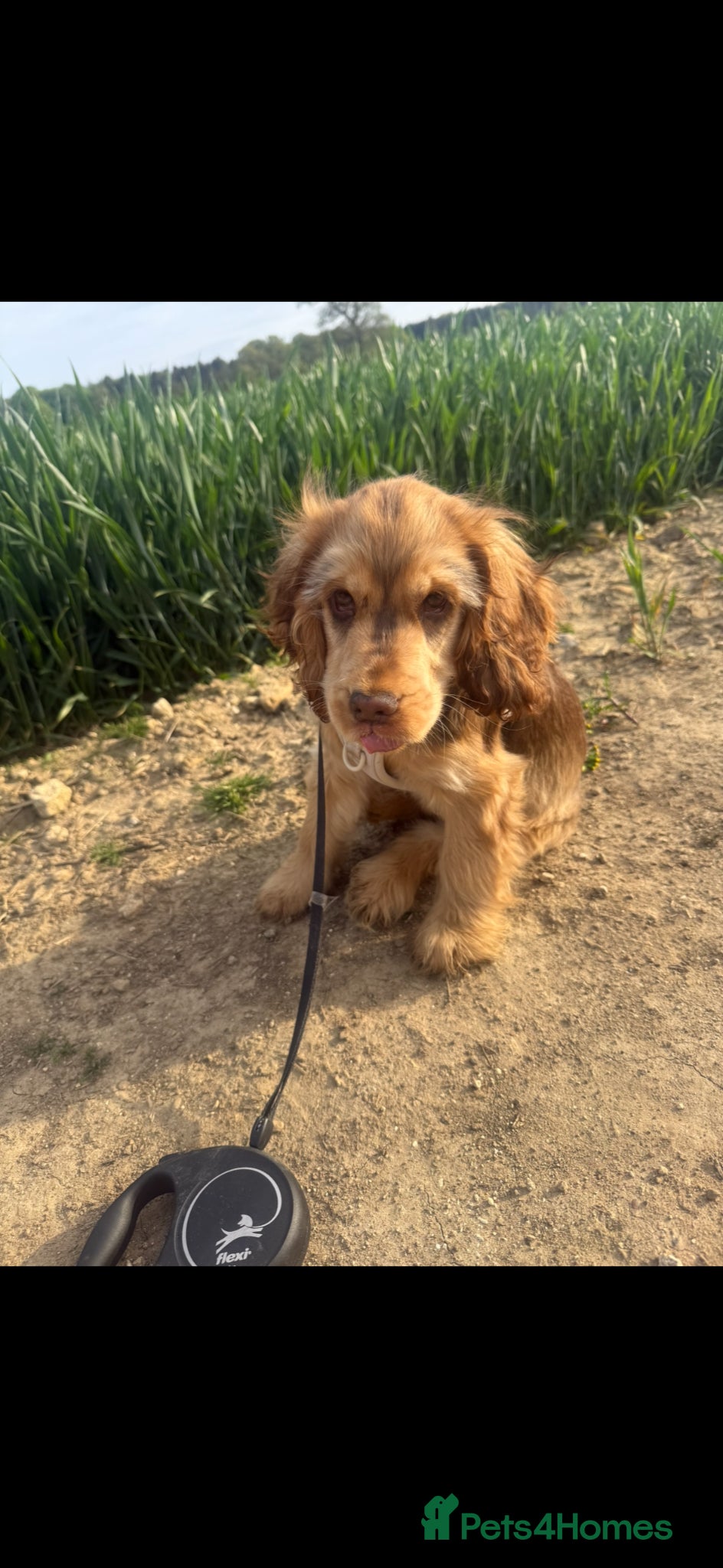 Cocker Spaniel dogs Stunning KC health tested show cocker spaniel  - Advert 7