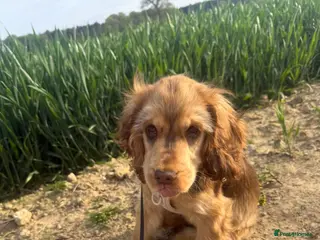 Cocker Spaniel dogs Stunning KC health tested show cocker spaniel - Advert 5