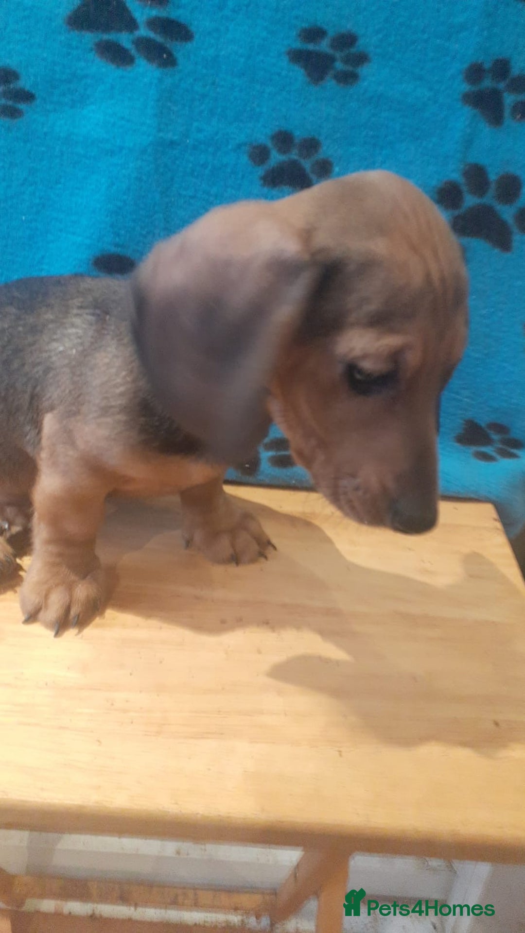 Miniature Dachshund dogs for sale: Gorgeous Miniature dachshund ready now - Advert 2